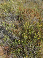 Penaea cneorum cneorum