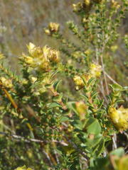 Penaea cneorum cneorum