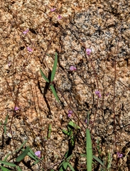 Desmodium procumbens