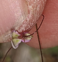 Desmodium procumbens