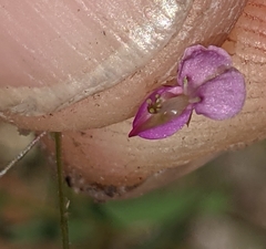 Desmodium procumbens