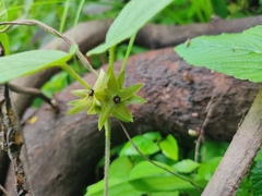 Matelea gonoloboides