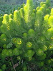 Aspalathus alopecurus