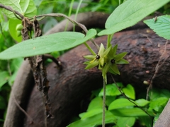 Matelea gonoloboides
