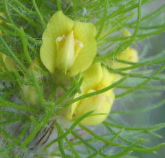 Aspalathus alopecurus