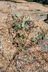 Desmodium procumbens