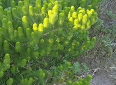 Aspalathus alopecurus