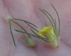 Aspalathus alopecurus