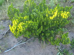 Aspalathus alopecurus