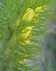 Aspalathus alopecurus