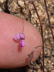Desmodium procumbens