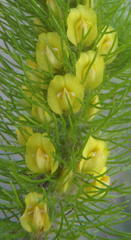 Aspalathus alopecurus