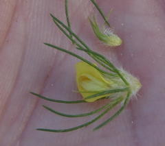 Aspalathus alopecurus