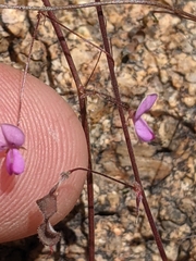 Desmodium procumbens