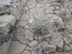 Caliciaceae