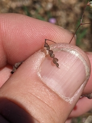 Desmodium procumbens
