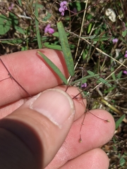 Desmodium procumbens