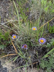 Erigeron ochroleucus