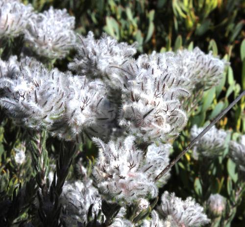 Phylica barbata (Phylica barbata)