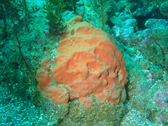 Dragmacidon mexicanum