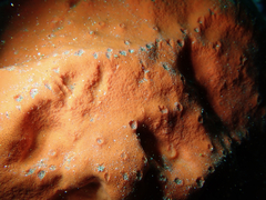 Dragmacidon mexicanum