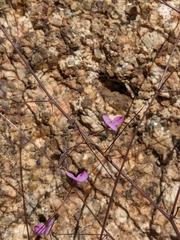 Desmodium procumbens
