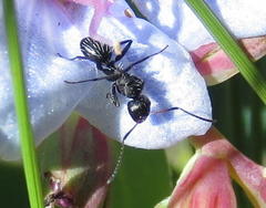 Camponotus niveosetosus