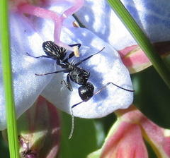 Camponotus niveosetosus