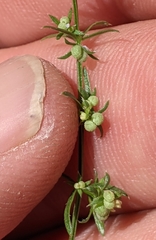Galium microphyllum
