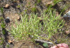 Nanobubon capillaceum