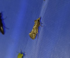 Acrolophus variabilis