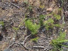 Nanobubon capillaceum