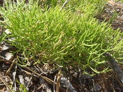 Nanobubon capillaceum