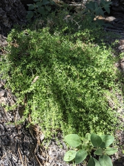 Galium microphyllum