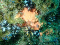 Dragmacidon mexicanum