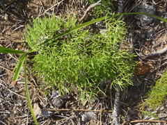 Nanobubon capillaceum