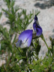 Psoralea semota