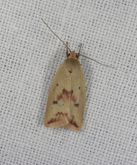 Ageletha elaeodes