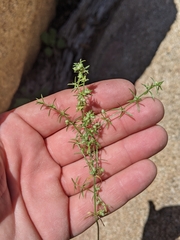 Galium microphyllum