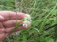 Allium stellerianum