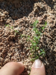 Galium microphyllum