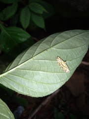 Glycythyma chrysorycta
