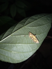 Glycythyma chrysorycta