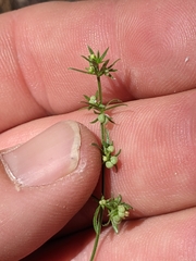 Galium microphyllum