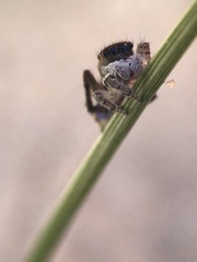 Maratus melindae corus