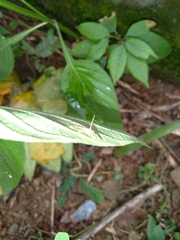 Glycythyma chrysorycta