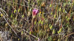 Castilleja exserta exserta