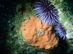 Dragmacidon mexicanum