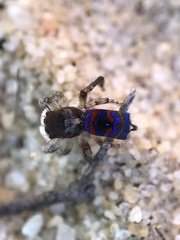 Maratus melindae corus