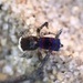 Maratus melindae corus - Photo (c) ppolito,  זכויות יוצרים חלקיות (CC BY-NC)